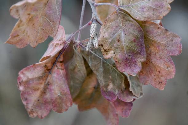istock Colorful autumn leaves 1286868402