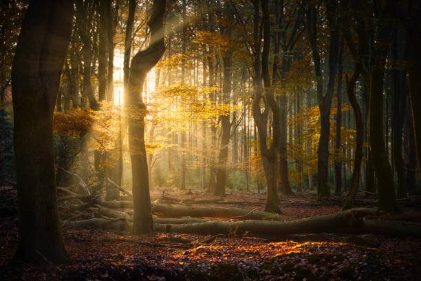 Autumn sun shining through forest A forest with falling leaves during an early autumn morning. The sun shines brightly between the trees. The ground is covered in leaves and the leaves are colorful due to the time of the year. tree trunk photos stock pictures, royalty-free photos & images
