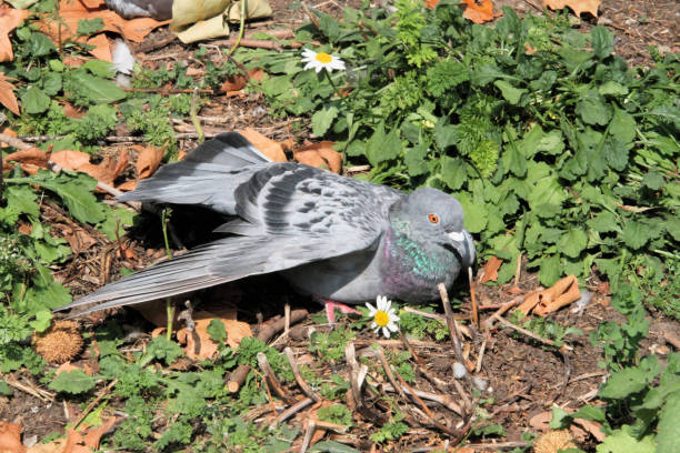 istock A view of a Pigeon 1286869712
