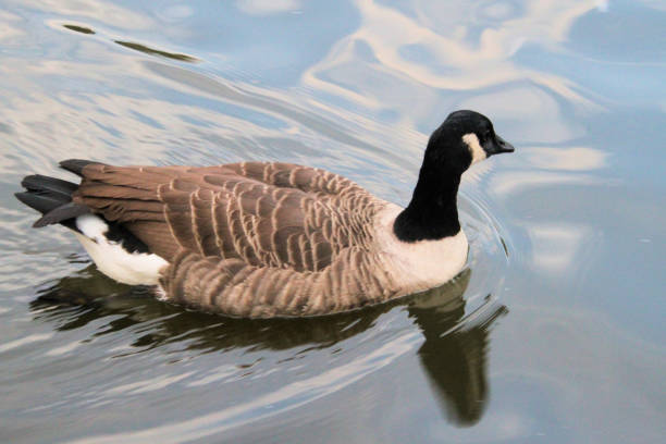 istock A view of a Canada Goose 1286869755