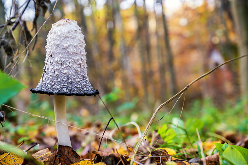 Odd shaped mushroom in autumn