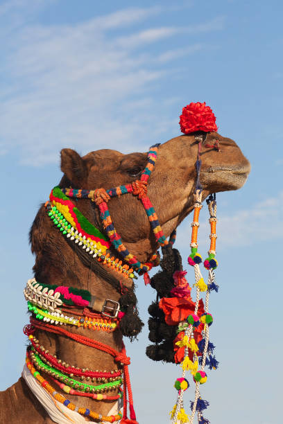 dromedary camel on bikaner camel festival, à rajasthan - bikaner photos et images de collection