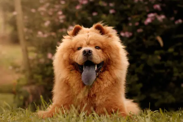 It is a portrait of a furry chow chow with his blue tongue out. It is a orange furry chow-chow and the picture was taken outdoors with natural light.
