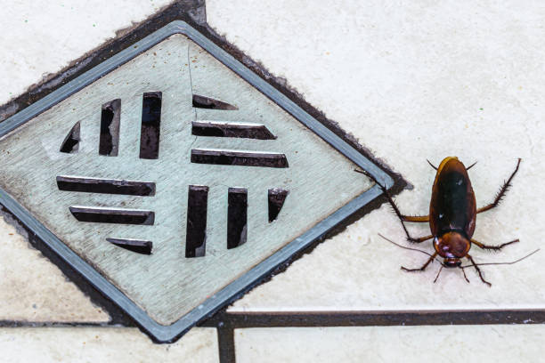istock cockroach entering a dirty bathroom drain. Poor hygiene, problem with pests and insects at home 1286871376