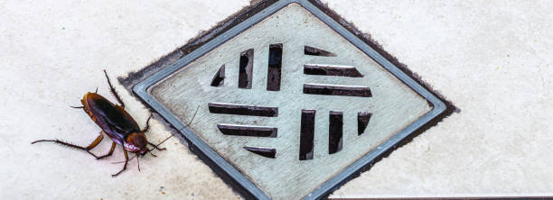 istock cockroach entering a dirty bathroom drain. Poor hygiene, problem with pests and insects at home 1286871431