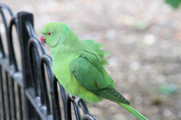 istock A view of a Ring Necked Parakeet 1286871730