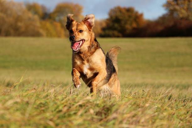 istock beautiful mixed shepherd dog is running on a field on an autumn day 1286871887