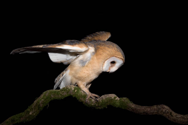 istock Barn owl looking for food (Tyto alba) 1286872567