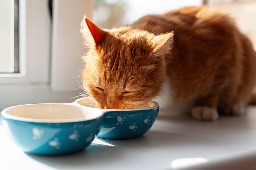Red domestic cat eating feeding from bowl sitting on windowsill