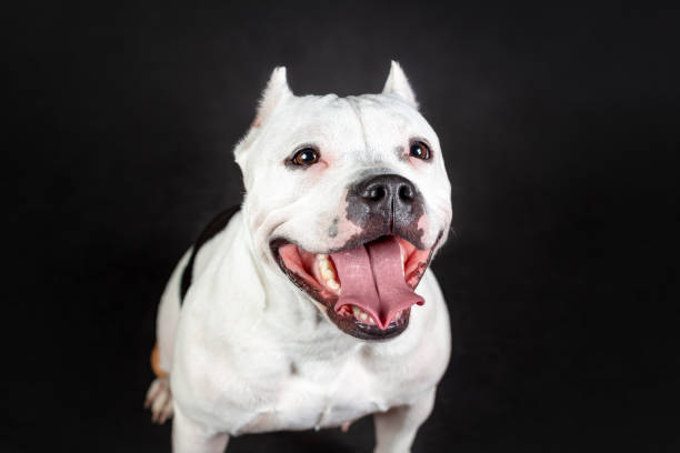z bliska portret zabawnej uśmiechniętej twarzy młodej kobiety amerykańskiego psa bully - mixed breed dog american bulldog dog isolated zdjęcia i obrazy z banku zdjęć