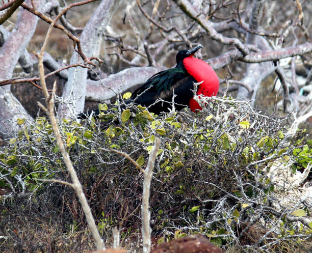 istock Galapagos Islands Frigate bird 1286874577