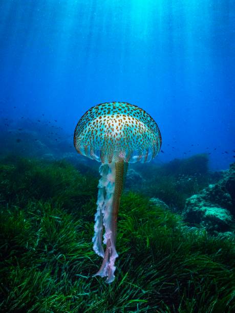 para o sol - medusa cnidário - fotografias e filmes do acervo