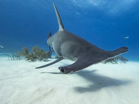 Face to face with a great hammerhead shark of Bahamas