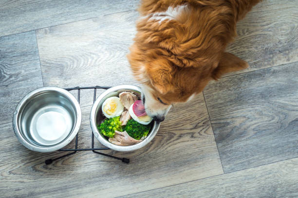 Portrait of a ginger dog with a bowl of vegetables, meat and eggs. Dog food stock photo