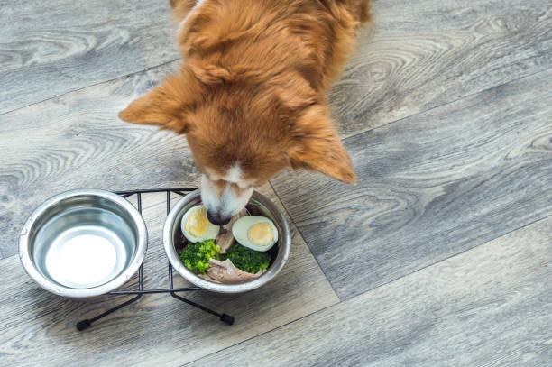 dog in the kitchen on the floor eats fresh natural food from a bowl. Diet and nutrition of the dog stock photo