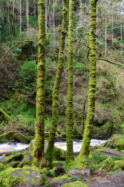 istock Moss Covered Trees and Rocks in Killarney National Park 1286876786
