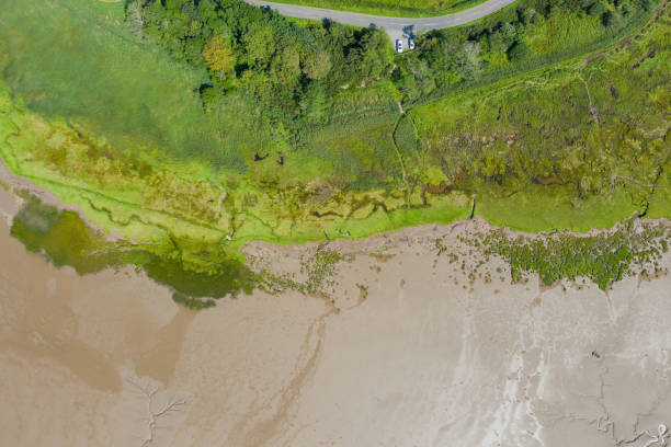 istock Aerial Landscape View of Trees and Grass Alongside the Algae and Sand 1286877661