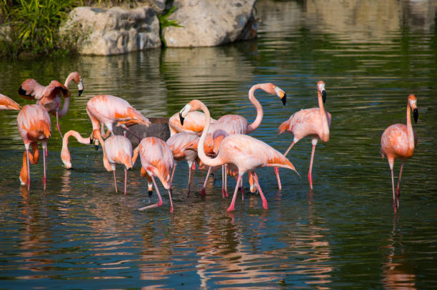 istock Pink flamingos walk on water 1286877668