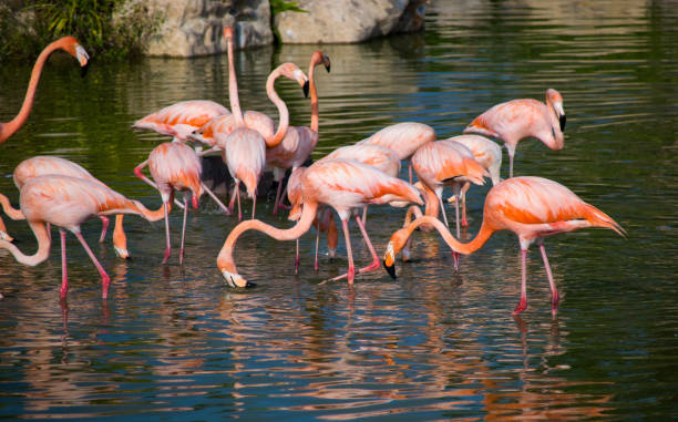 istock Pink flamingos walk on water 1286877674
