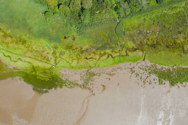 istock Aerial Landscape View of Trees and Grass Alongside the Algae and Sand 1286878324