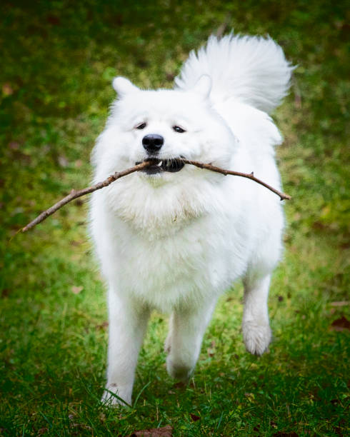 istock Samoyed dog play in nature 1286878380