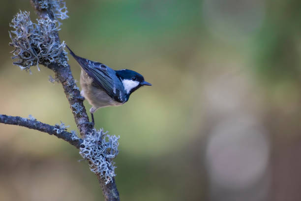 istock Cute bird coal tit. Colorful nature background. 1286878614