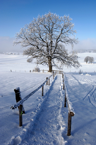 Very cold frosty morning in Guildford , The Mount  park and garden city viewing point Guildford Surrey England Europe