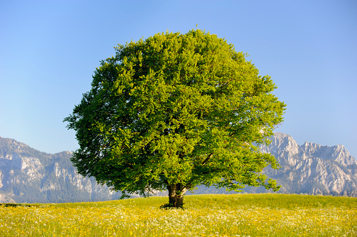 single big old deciduous tree in meadow at springtime