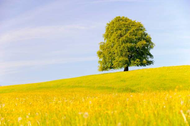 istock single big beech tree in field with perfect treetop 1286880068