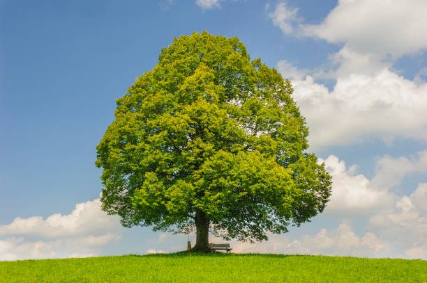 Silent morning by mountain lake - a lonely tree with a lush green crown on a green lawn. Mountains covered with clouds and blue cloudy sky are on the background.