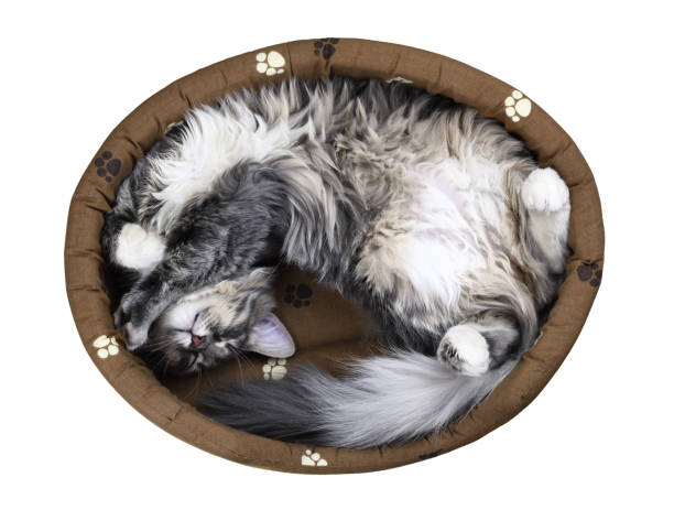 istock Cute gray long-haired sleeping cat lies on back in its bed isolated on white 1286880326