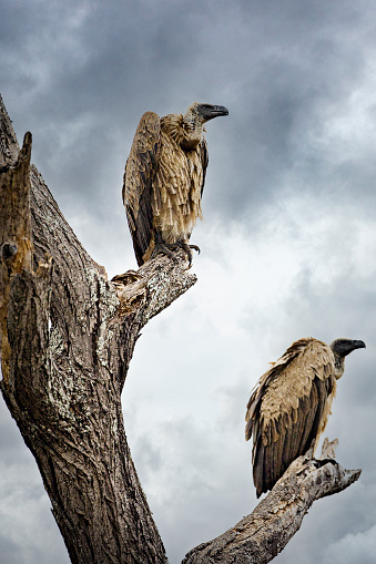 Two large vultures sit perched in a branch waiting for their prey in East Africa