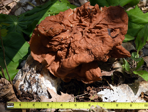 Gyromitra gigas mushroom, commonly known as the snow morel, snow false morel, calf brain, or bull nose, is a fungus referred to as one of the false morels. It is edible if properly prepared but should be avoided due to variability and similarity to other more toxic species of Gyromitra. Picture taken in May in a Chicago area public forest.