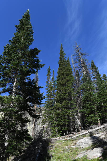 istock Forest, Colorado, USA 1286889897