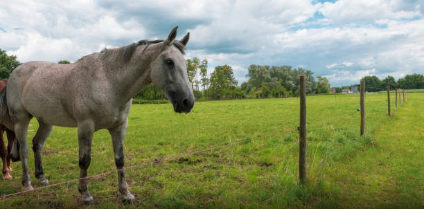 istock horse in the field summer 1286890910