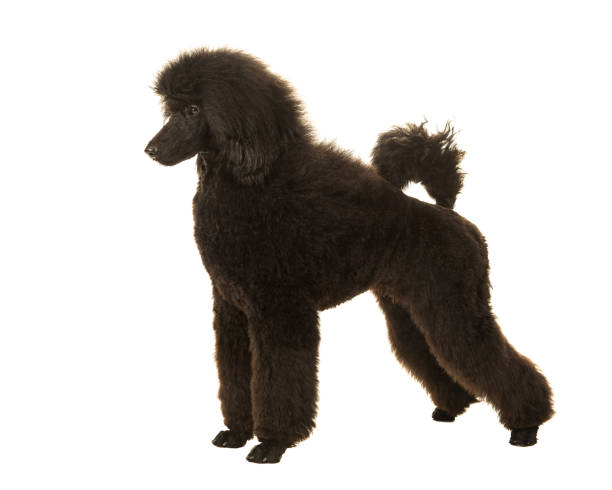 istock Young black king poodle seen from the side in show position on a white background 1286891000