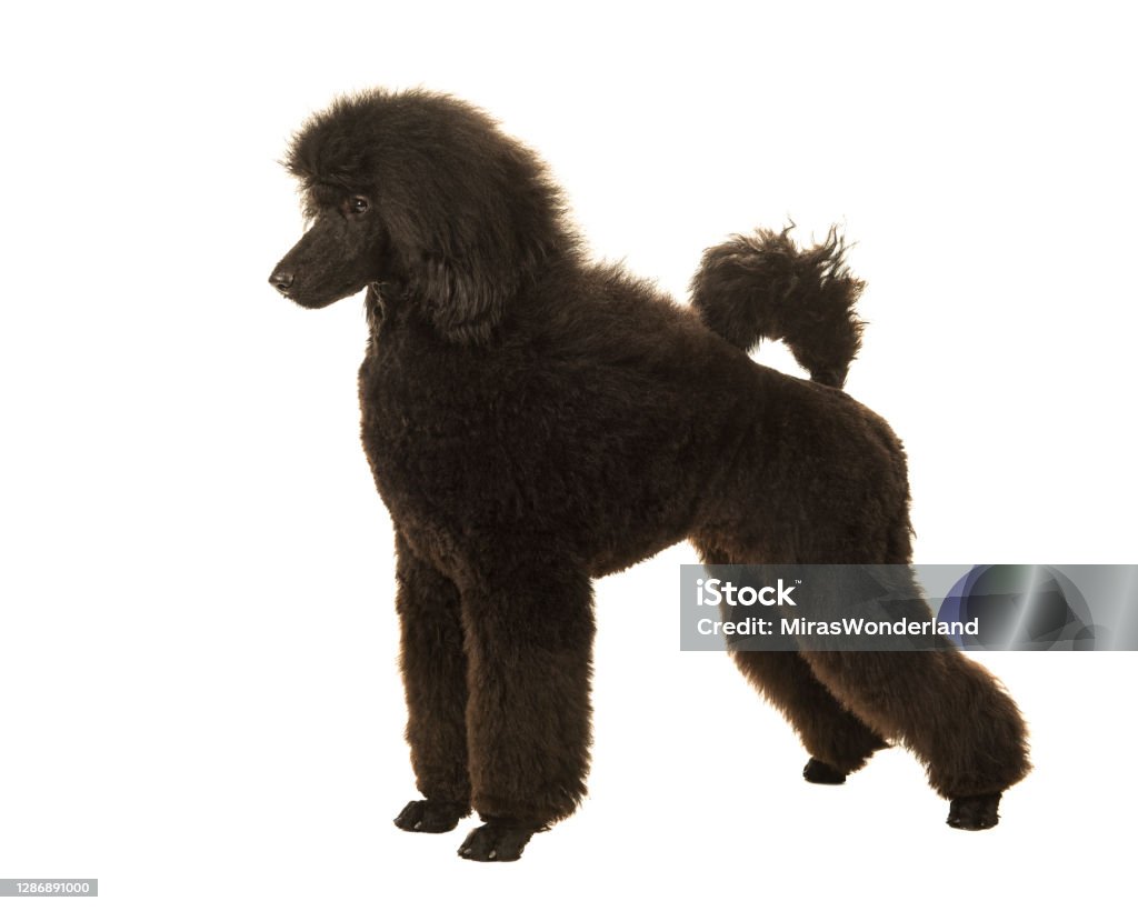 Young black king poodle seen from the side in show position on a white background Standard Poodle Stock Photo