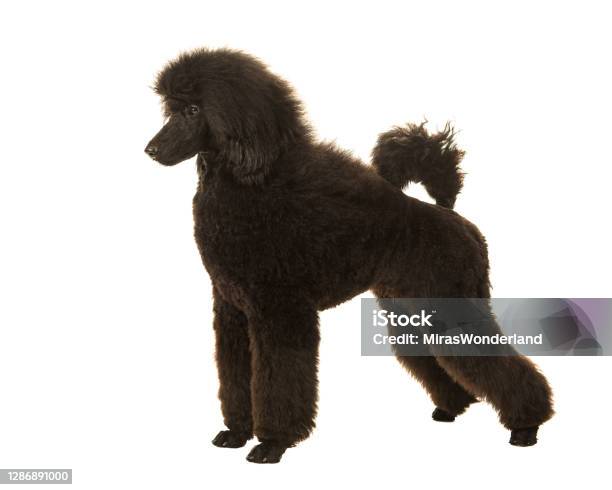 Young Black King Poodle Seen From The Side In Show Position On A White Background Stock Photo - Download Image Now