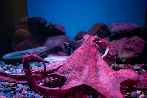 Purple giant octopus sleep on rock and sea water in aquarium, Nagoya, Japan. Aqua pink violet animal in theme park.
