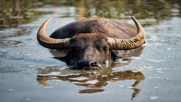 istock Thai water buffalo floating on water 1286891138
