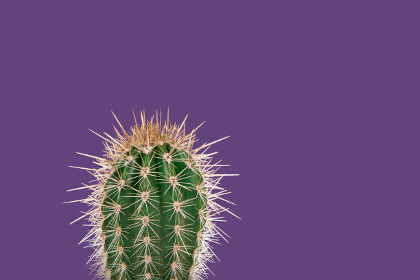 istock Single cactus plant on a purple background 1286891151