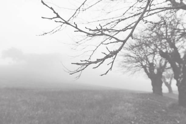 Autumnal countryside landscape, trees in the field