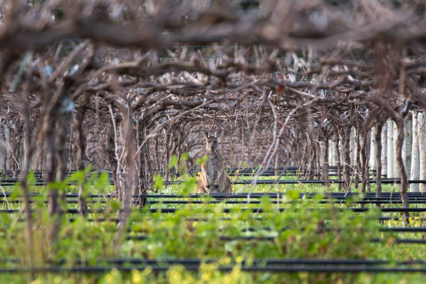 canguro selvatico (euro) nascosto tra i vigneti, che mangia erba nei campi di vino. iconico canguro incorniciato dai vigneti e dall'erba. valle di barossa vicino ad adelaide, australia meridionale - barossa valley foto e immagini stock