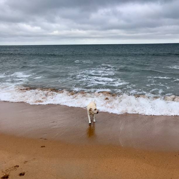istock Labrador Retriever on the beach 1286894781