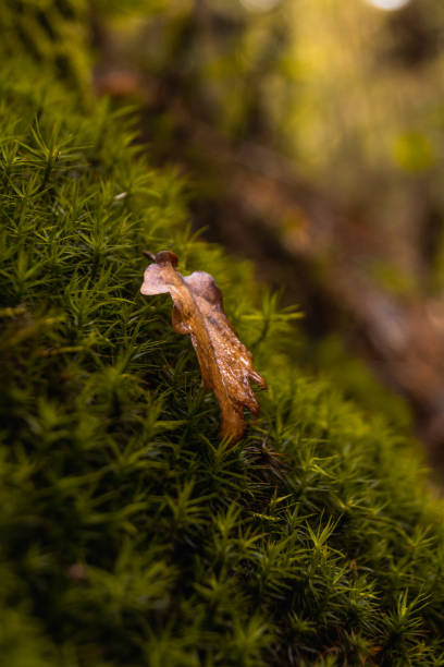 istock Close up of a dried leaf on a mossy tree 1286894836
