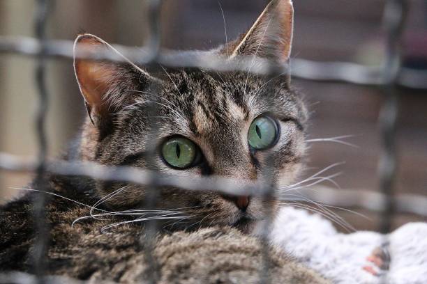 istock beautiful cat head portrait behind the fence 1286894864