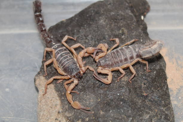 istock Parabuthus Villosus Oranje Pair Mating 1286894933