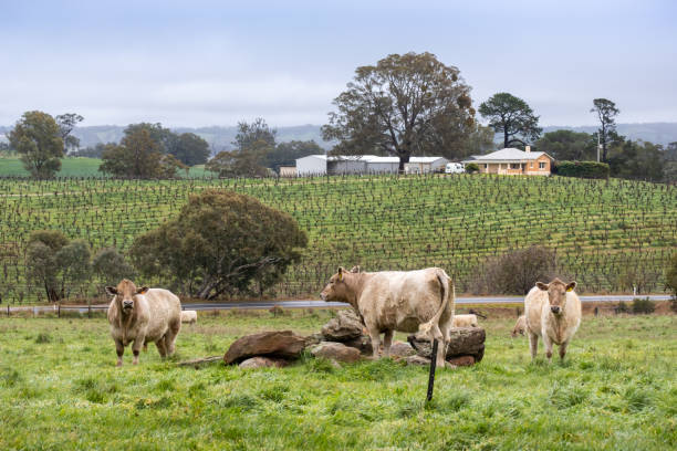 mucche al pascolo tra i vigneti. agricoltura, allevamento e industria vinicola nella barossa valley, australia meridionale - barossa valley foto e immagini stock