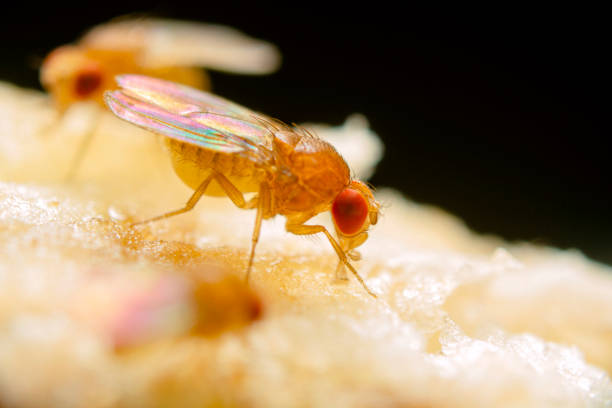 istock Super macro shot tiny fruit flies on the top of a banana 1286894977