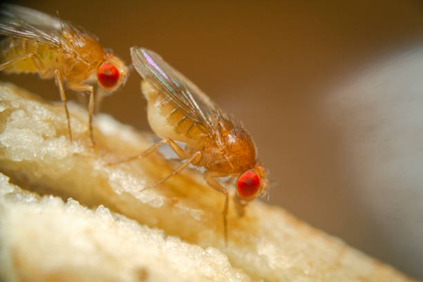 istock Super macro shot tiny fruit flies on the top of a banana 1286895003